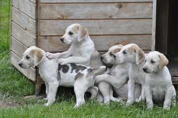 Foxhound puppies sat one behind another by a kennel.