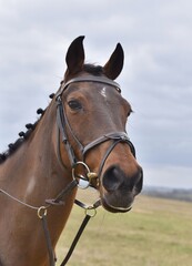 Obraz premium Head and neck of a bay horse wearing a leather bridle.