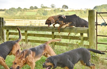 Bloodhounds jumping over a fence following a laid scent.
