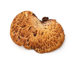Brown wood mushroom.