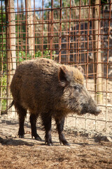 Wild boar standing calmly in an animal sanctuary. Peaceful and ethical wildlife conservation setting.