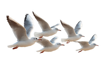 Obraz premium [Transparent Background PNG]Five Seagulls in Flight Against a White Background