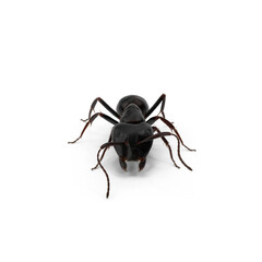 Black Ant isolated on transparent background