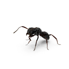 Black Ant isolated on transparent background