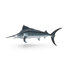 Black Marlin isolated on transparent background