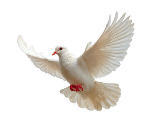 Fototapeta premium [Transparent Background PNG]A White Dove in Flight Against a White Background