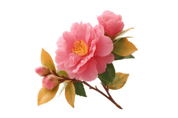 [Transparent Background PNG]Pink Camellia Flower Branch Isolated on White Background