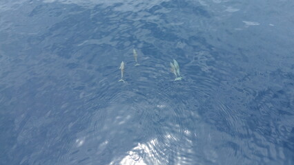 Drone Photo of Spinner Dolphins near West Waigeo, Raja Ampat..