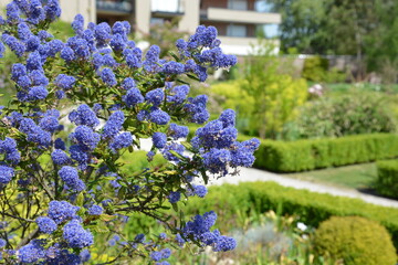 Ceanothus arboreus Concha_California Lilac close up in spring with blue flowers 
