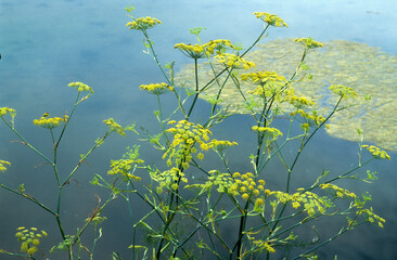 Foeniculum vulgare, Fenouil commun, Marais salants, Guerande, 44, Loire Atlantique, France
