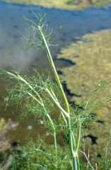Foeniculum vulgare, Fenouil commun, Marais salants, Guerande, 44, Loire Atlantique, France