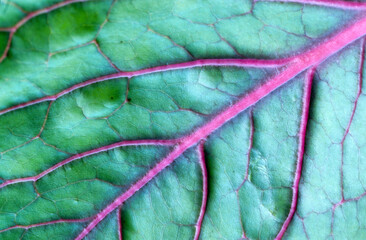 chou rouge, feuille, brassica oleracea