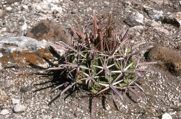 Ferocactus recurvus nobillis , Cactus