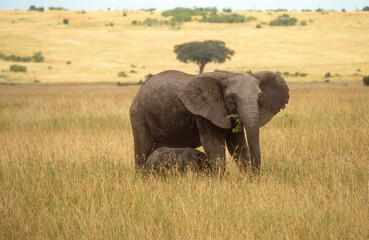 Obraz premium Eléphant d'Afrique, Loxodonta africana, Parc national de Masai Mara, Kenya