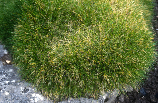F&eacute;tuque eskia, le Gispet, Festuca eskia