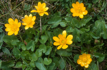 Ficaire, fausse renoncule, Ranunculus ficaria