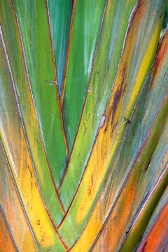 Ravenala madagascariensis ,Arbre du voyageur, Madagascar