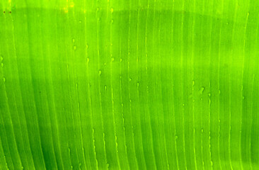 feuille, bananier, musa