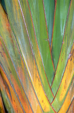 Ravenala madagascariensis ,Arbre du voyageur, Madagascar