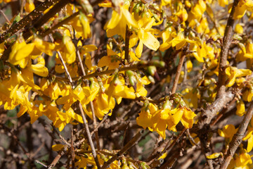 Golden background of forsythia flowers. Beautiful blooming forsythia bush. Close up of yellow flowers. Nature closeup