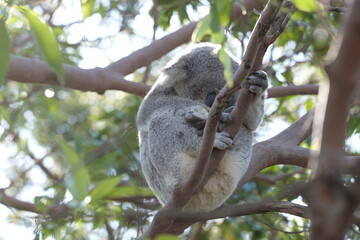 koala in tree