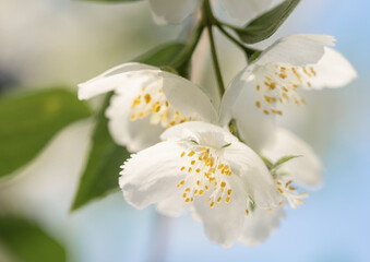Fototapeta premium jasmine flowers close up in sunlight