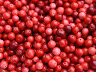 Mountain cranberry Vaccinium vitis-idaea red berries closeup