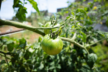 Hands inspecting unripe green tomatoes on the plant