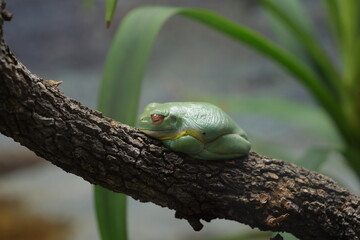 green tree frog