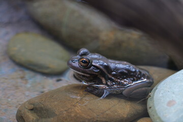 frog in water