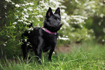 black schipperke mix dog posing outdoors by a blooming bush