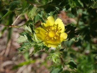 Closeup of yellow Cinquefoil flowers blooming in a spring grassland, Boulder, Colorado
