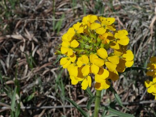 Closeup of yellow Western Wallflower flowers blooming in a spring grassland, Boulder, Colorado