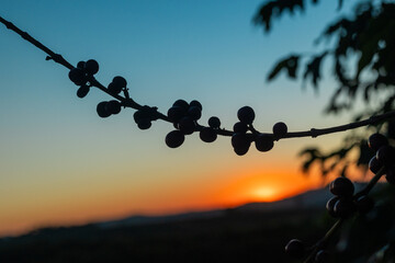 Silhueta de Galho com café no pôr do sol, fazenda produtora de café no Sul de Minas Gerais,...