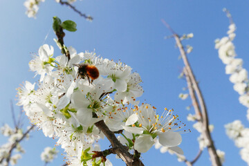bee on a plum blossom