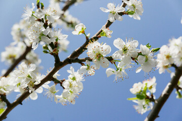 plum blossom in spring