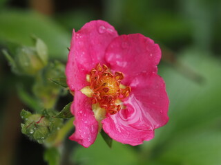 Pink strawberry flower with raindrops