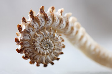 Fototapeta premium Close-up of a spiraled fossilized shell with intricate patterns and textures, featuring a mix of brown and beige hues against a neutral backdrop, showcasing natural beauty and symmetry