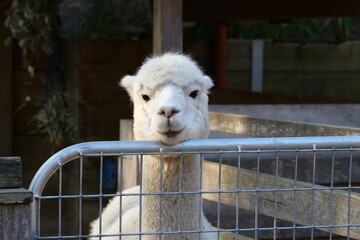 alpaca