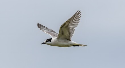 Obraz premium Bird Flying Gracefully Against a Blue Gray Sky with Outstretched Wings and Natural Beauty