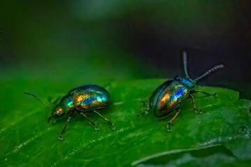Two iridescent green mint beetles on a vibrant leaf