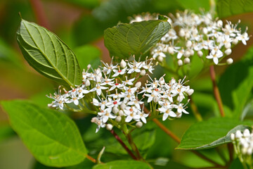 セイヨウミズキの花