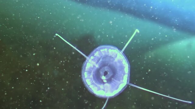 In the icy depths of the Arctic Ocean, observe the remarkable jellyfish Turritopsis nutricula navigating through frigid waters under a thick layer of ice, showcasing its unique resilience and beauty.