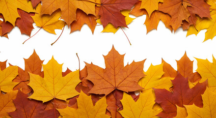 Fototapeta premium Colorful Autumn Leaves Isolated on White Background for Fall Designs