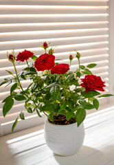 Vibrant red roses in a white pot beside a sunlit window with soft blinds creating a warm atmosphere