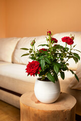 Vibrant red roses in a white pot on wooden stump beside cozy beige sofa in warm living room