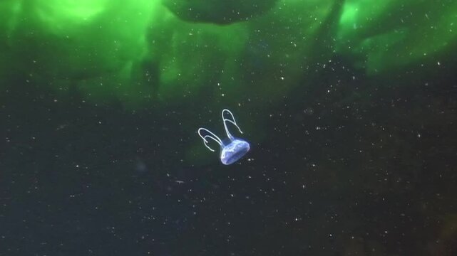 In the frigid waters of the Arctic Ocean, the extraordinary Turritopsis nutricula drifts gracefully beneath the ice, showcasing its unique ability to thrive in extreme conditions.