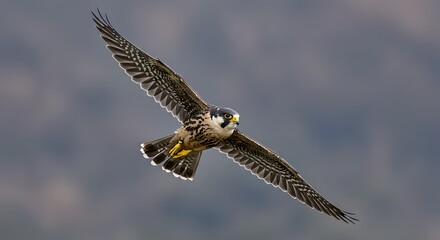 Obraz premium Peregrine Falcon In Flight Over A Blurred Natural Landscape With Mountains In The Background