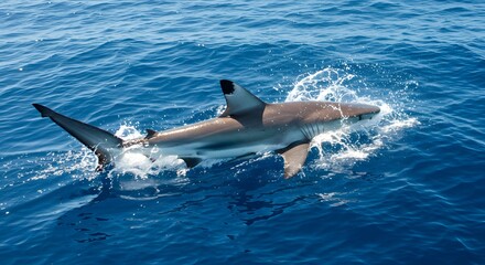 Fototapeta premium Active Shark Swimming in the Deep Blue Ocean Waters with Splashing Waves Under Bright Sun