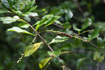 A nygmiine tussock moth caterpillar resting the stem of a golden dewdrop plant